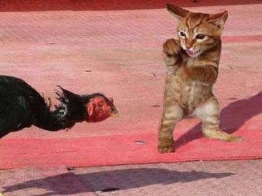 搞笑动物ps图之会功夫的猫