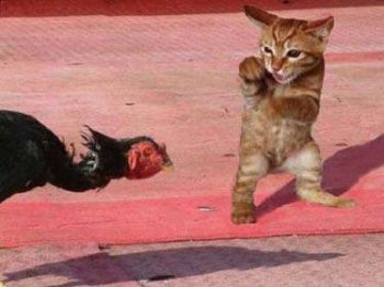 搞笑动物ps图之会功夫的猫