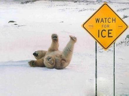 动物爆笑图片之滑到了