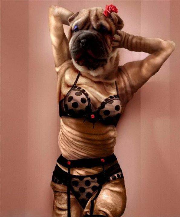 邪恶内涵图片之内衣狗模