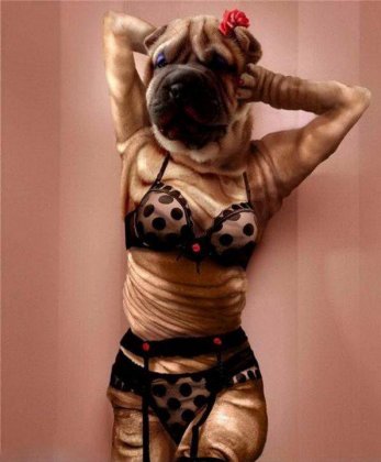 邪恶内涵图片之内衣狗模