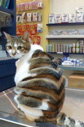 可爱又搞笑的二货图片