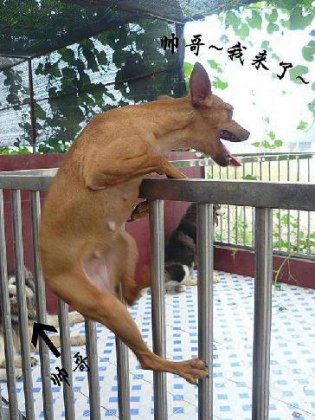 搞笑动物图之见到帅哥后