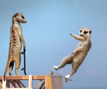 大玩极限运动的猫鼬ps恶搞图片