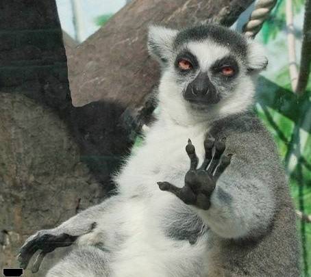 奇葩动物图之我懂