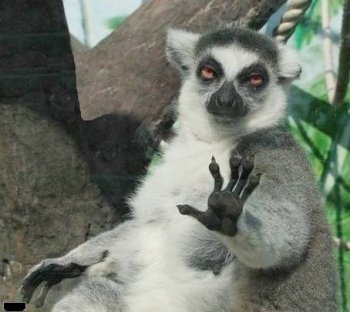 奇葩动物图之我懂