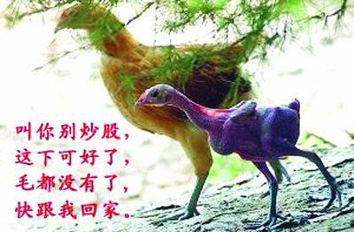 搞笑动物ps图之炒股的危害