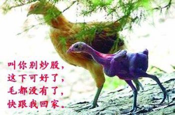 搞笑动物ps图之炒股的危害