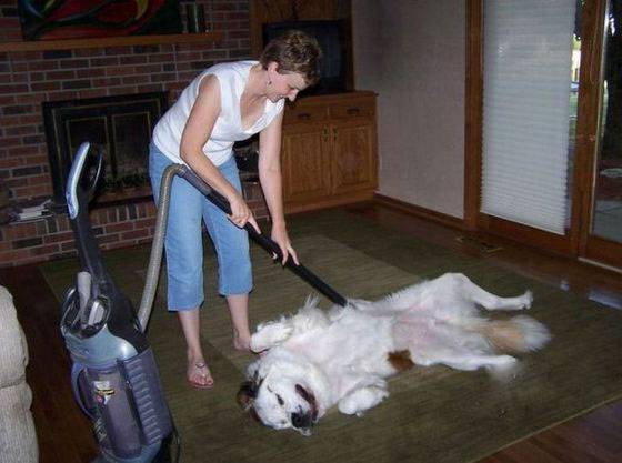 爆笑狗狗趣图之按摩身体