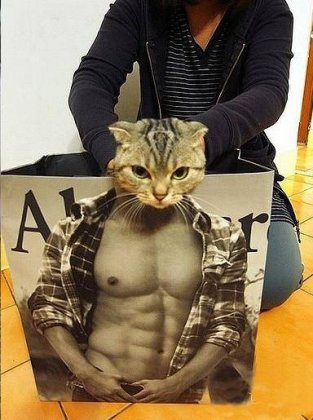 长肌肉的猫搞笑亮点图片