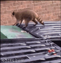 搞笑图片笑死人动物动态素材