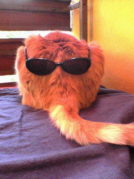 可爱的呆萌搞怪动物图片