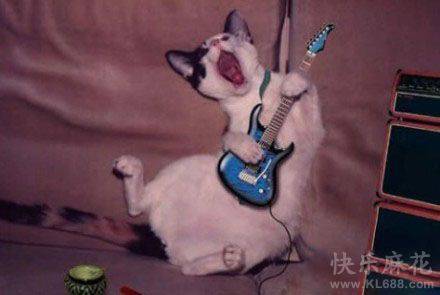 摇滚猫搞怪爆笑图片