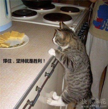 猫咪搞怪照片之坚持就是胜利