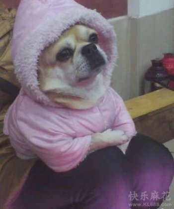 二货狗狗搞笑表情之好无奈