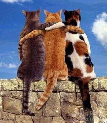 二货猫咪图片之兄弟同心