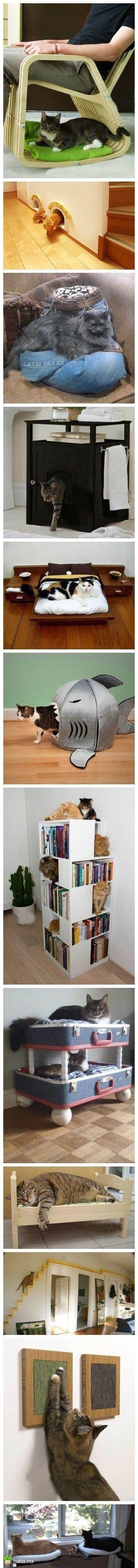 二货猫咪图片之我要减肥了