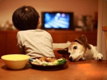 二货狗狗表情爆笑逗趣