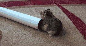 动物gif搞笑图片之不服输的小胖纸