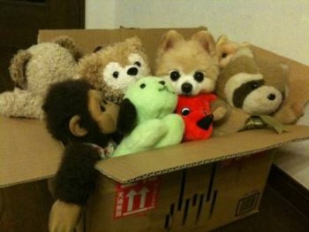 二货狗狗搞笑图片之快来找找我