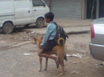 狗狗爆笑图片之我的新坐骑