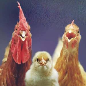 动物爆笑趣图之全家福