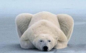 可爱动物搞怪图之我要起飞了