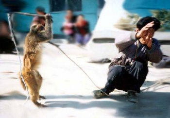 动物爆笑图片之猴耍人戏