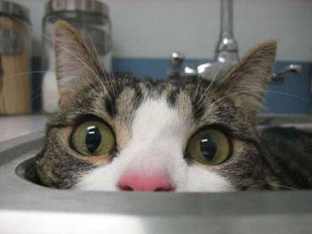 猫咪囧图表情之你看不到我