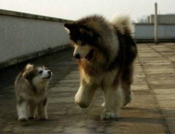 狗狗搞笑囧图片