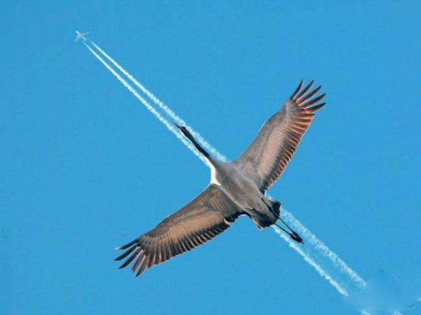 动物搞怪图片之大雁的模仿秀