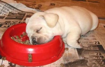 搞笑动物狗狗表情囧图片之熬夜的后果