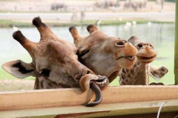 动物最新爆笑囧图图片