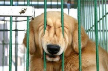 动物搞笑图片之还我自由