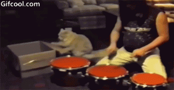 喵星人爆笑gif动态图