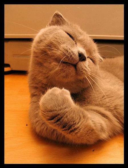 二货猫咪搞怪表情图片之睡了个懒觉