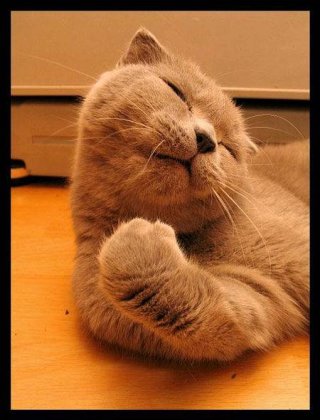 二货猫咪搞怪表情图片之睡了个懒觉