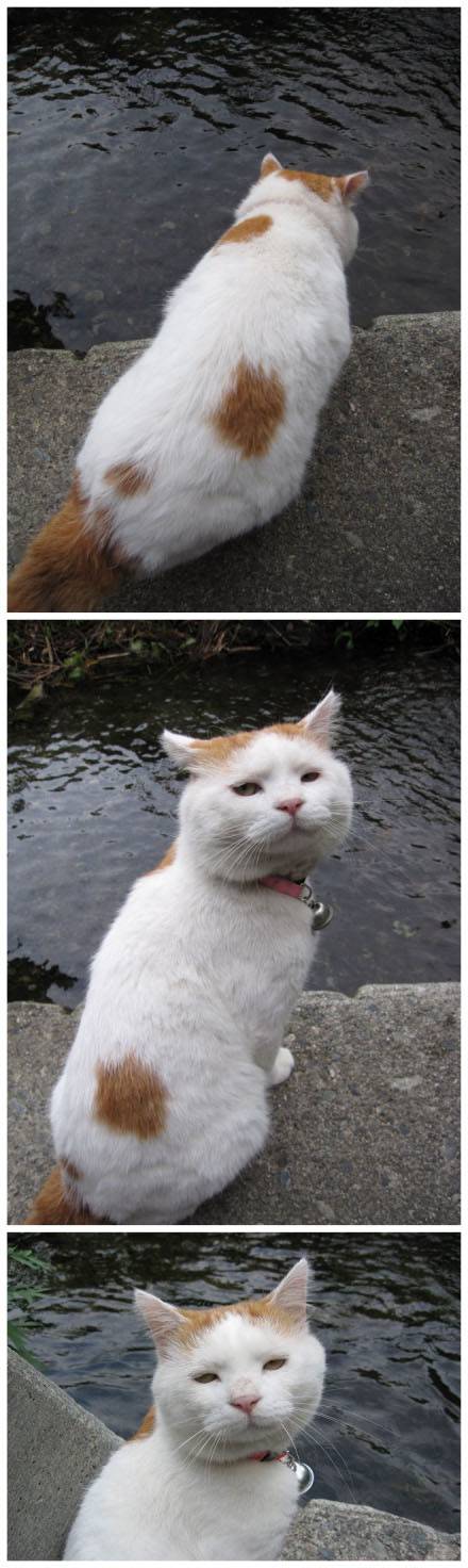 猫咪搞怪囧图表情之坑爹啊