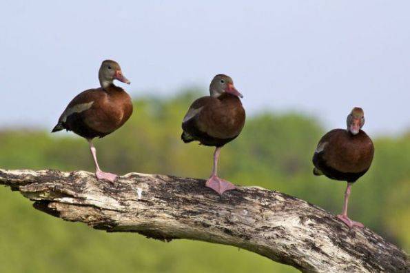 动物爆笑趣图之金鸟独立