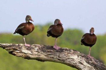 动物爆笑趣图之金鸟独立