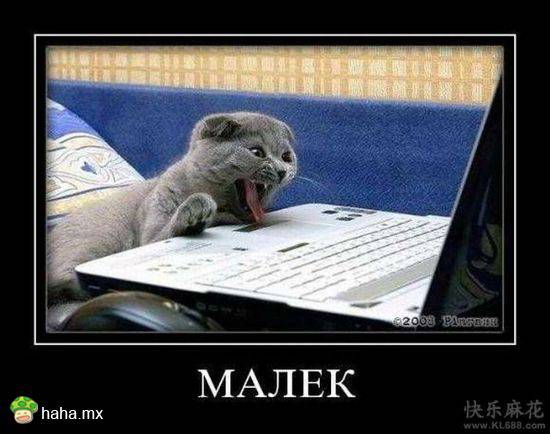 猫咪趣味爆笑搞怪图片