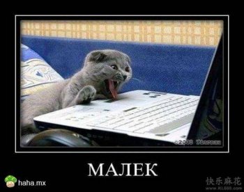 猫咪趣味爆笑搞怪图片