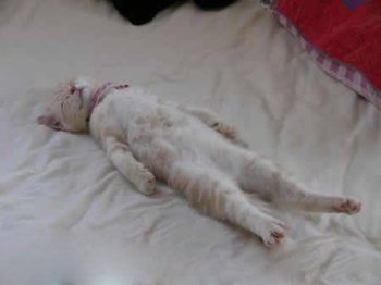 爆笑猫咪图片笑死人不偿命