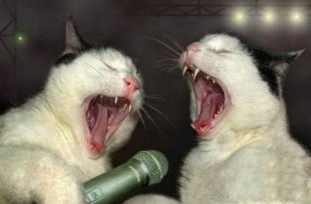 爆笑猫咪激情嗨歌图片