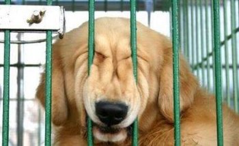 超搞笑狗狗图片之放我出来