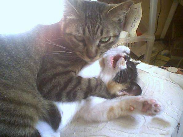 屌丝猫超恶眼神图片