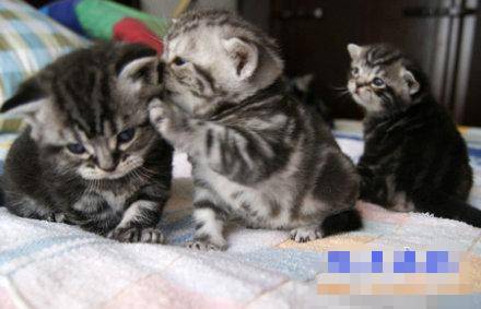 搞笑奇葩猫咪呆图片之嘘，他是SB