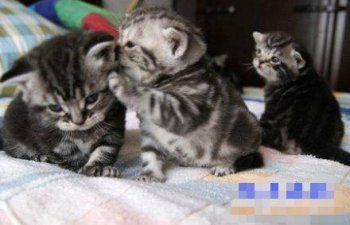 搞笑奇葩猫咪呆图片之嘘，他是SB