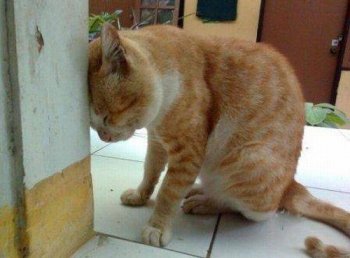 囧图片大全动物我错了