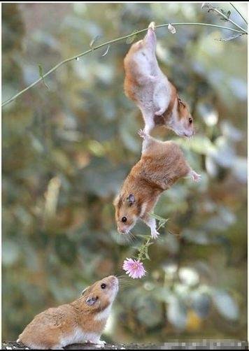 囧图片之老鼠求爱